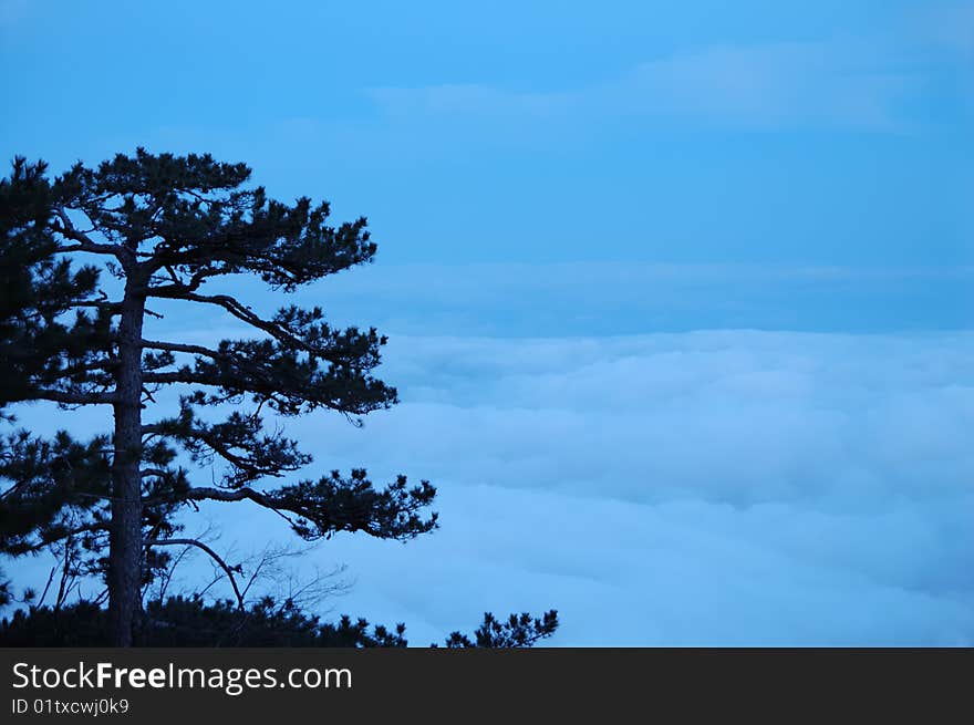 Night view of pine above the clouds. Night view of pine above the clouds