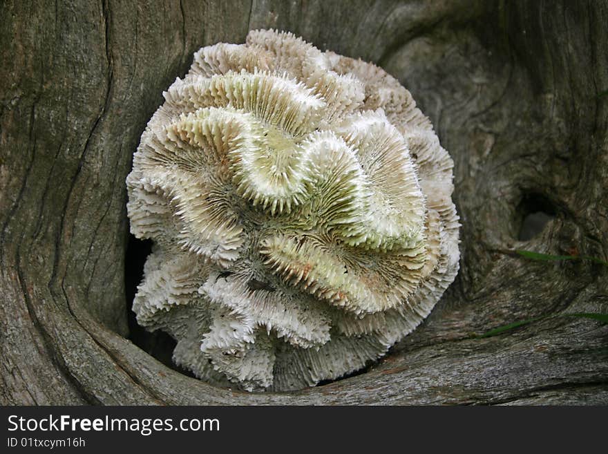 A peice of white coral sitting on a peice of drift wood. A peice of white coral sitting on a peice of drift wood