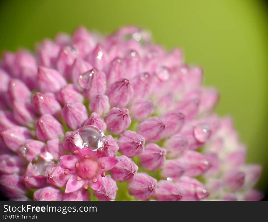 Closeup of pink petails covered dew