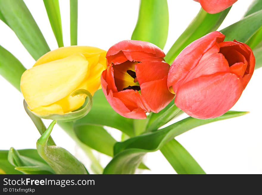 Beautiful tulips isolated on white background.