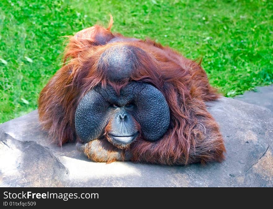 Resting Orangutan