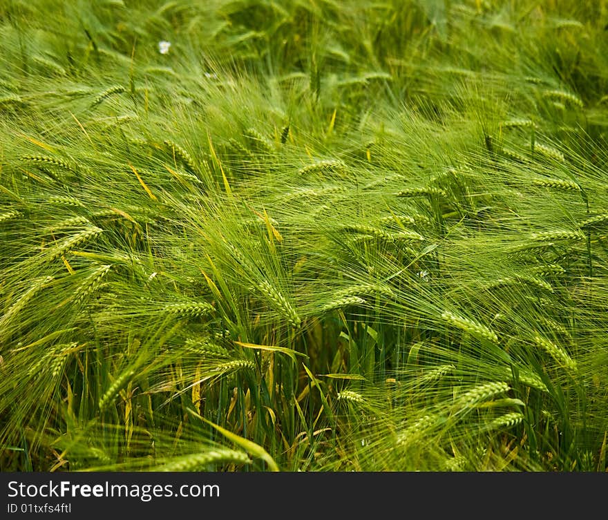 Full ears of barley grow in the field