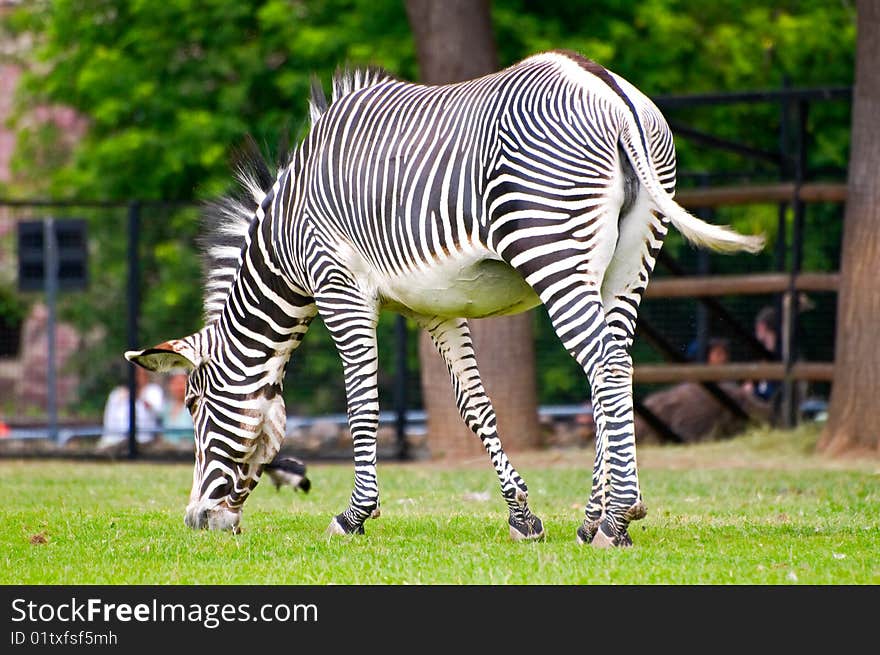 Zebra eating grass in the park