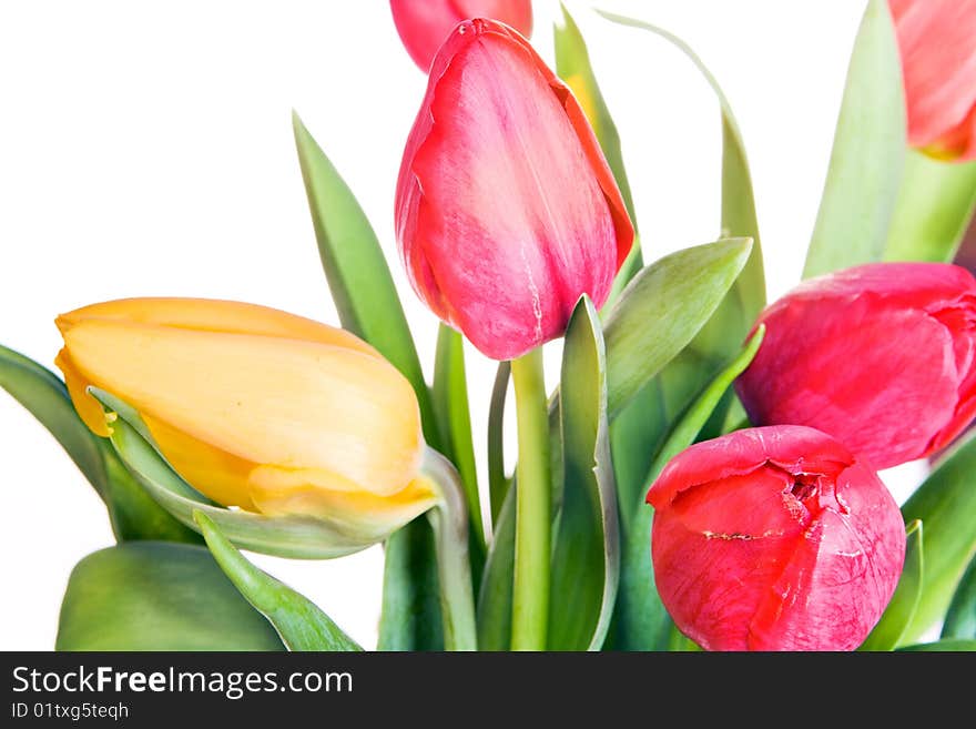 Beautiful tulips isolated on white background.