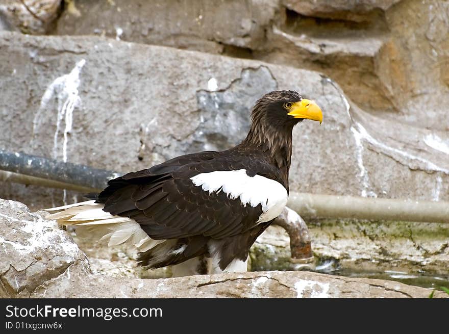 Sea eagle