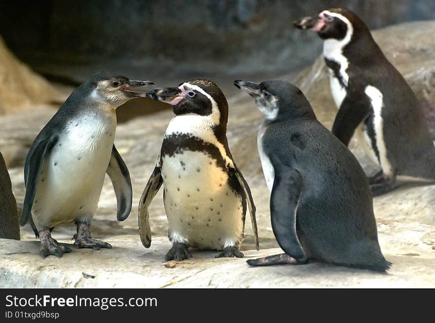 The penguins