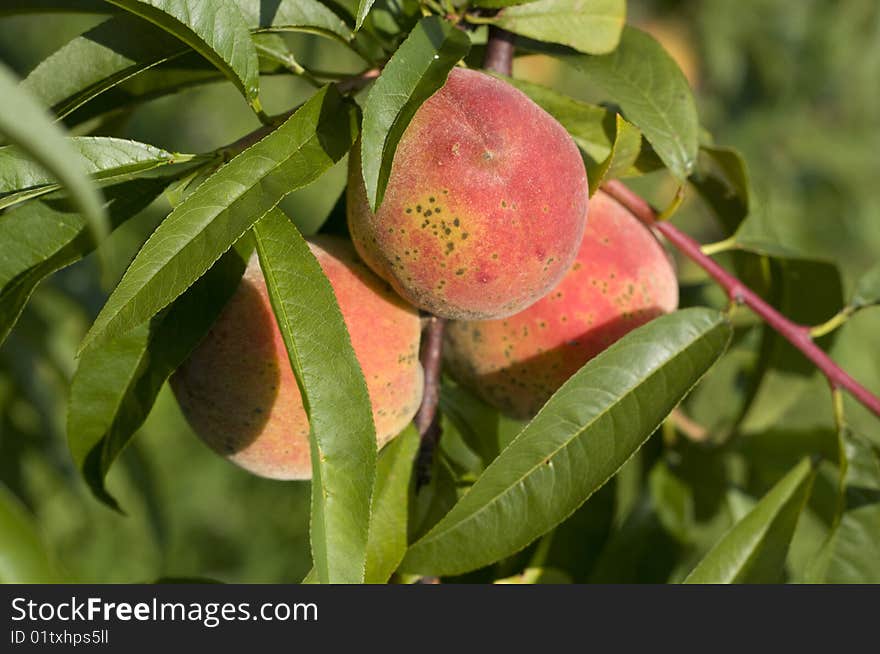 Freash peach on the trre in the morning light. Freash peach on the trre in the morning light.