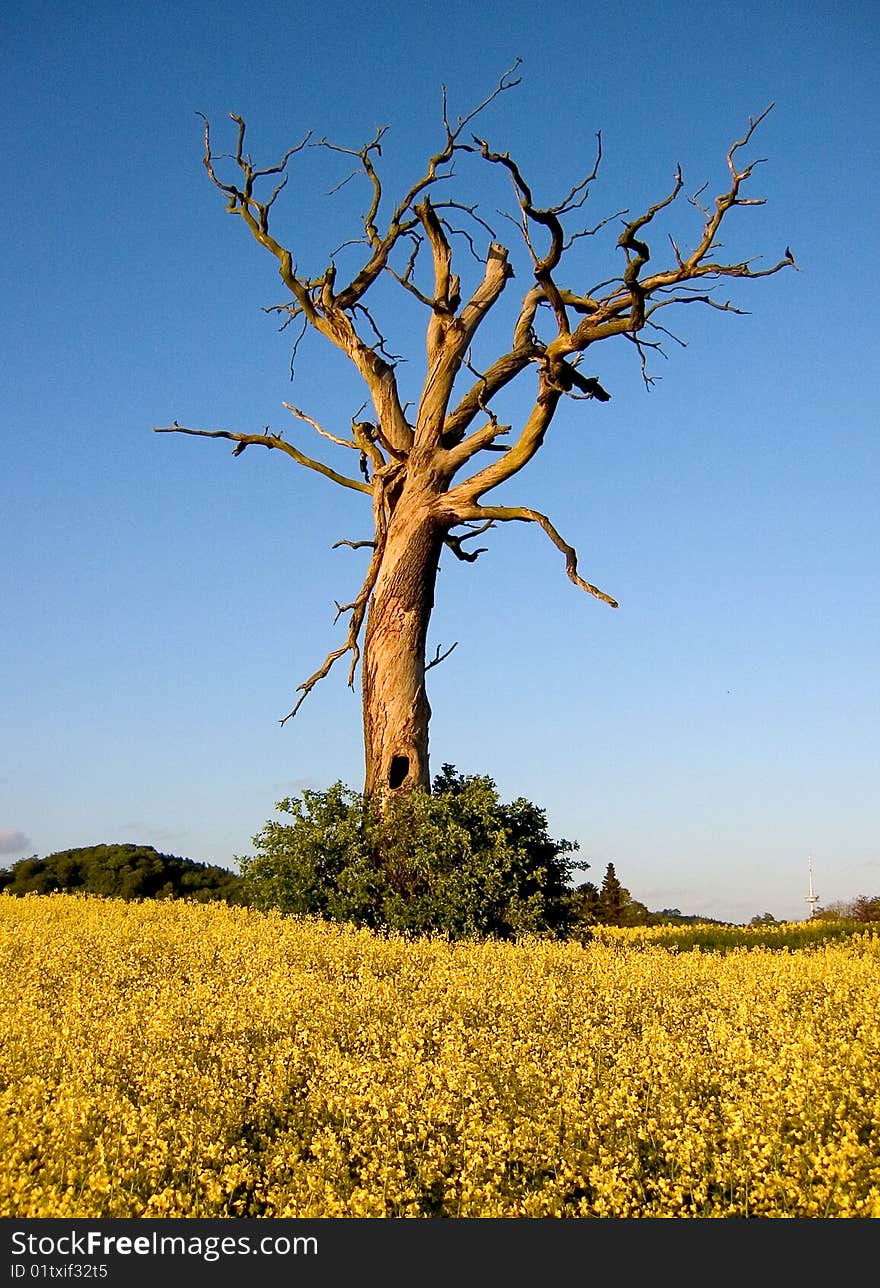 Tree in rape field