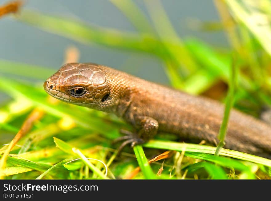 Lizard close-up