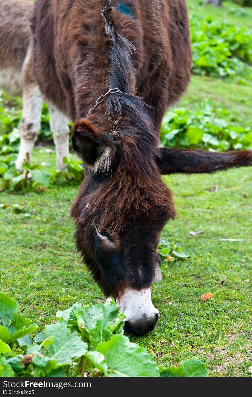 Donkey portrait