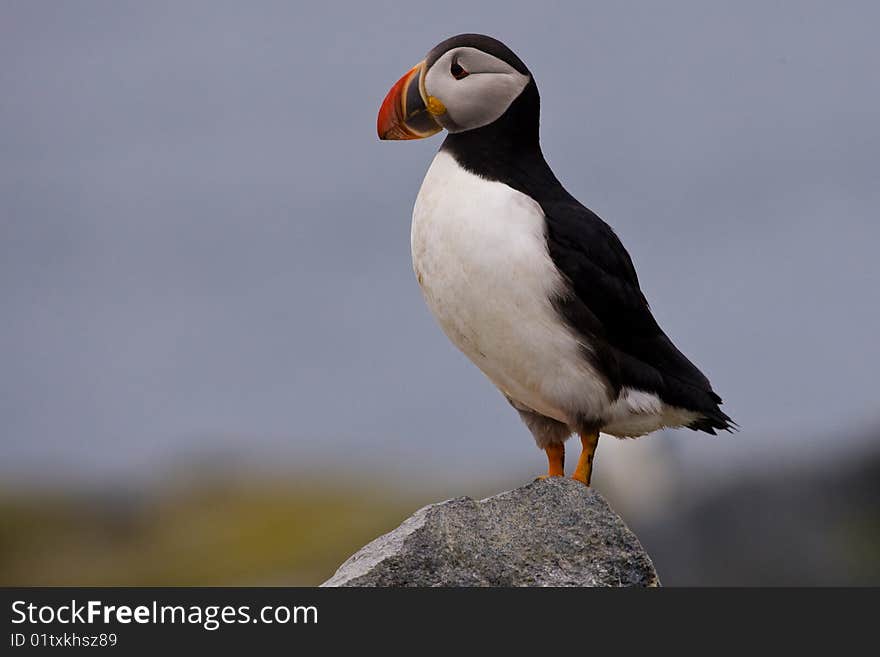 Atlantic Puffin Standing on Rock