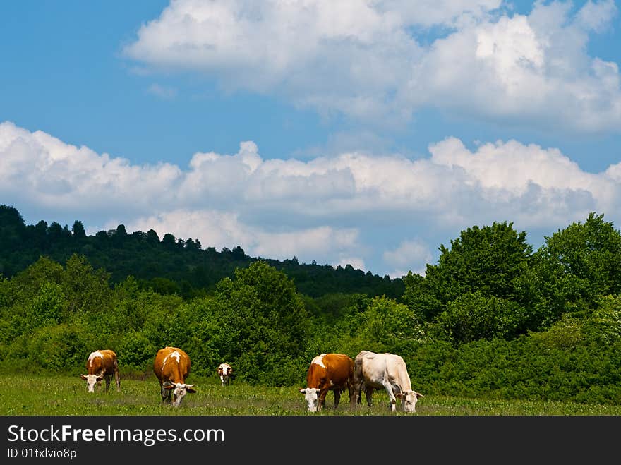 Some cows grazing on a alpine lea. Some cows grazing on a alpine lea.