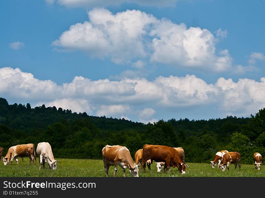 Some cows grazing on an alpine lea. Some cows grazing on an alpine lea