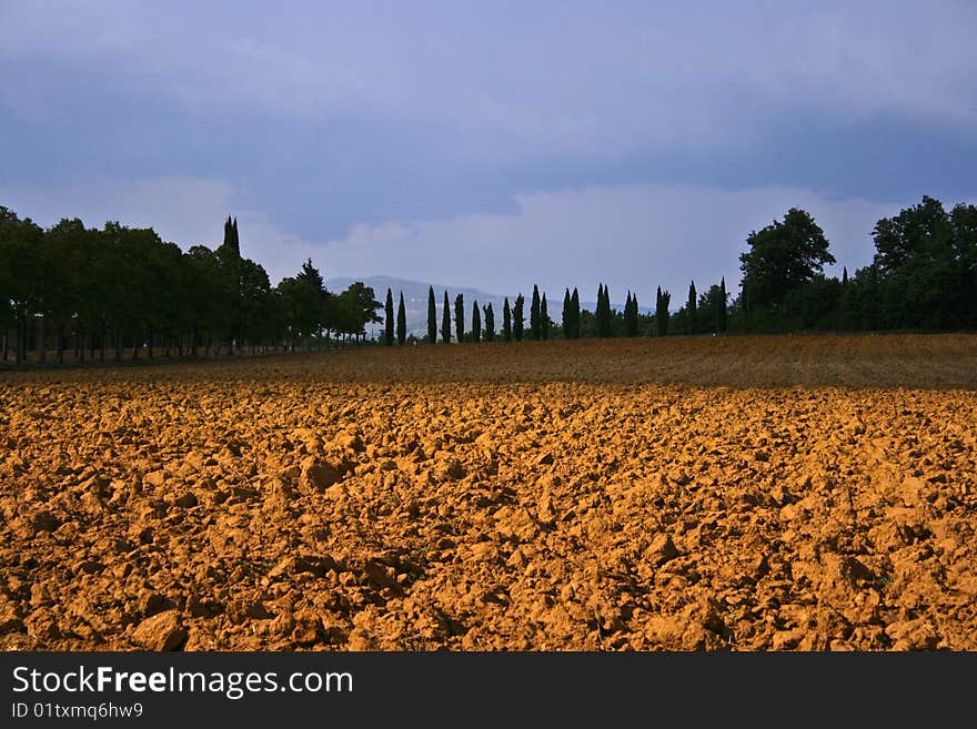 Field in tuscany - framed by cypress. Field in tuscany - framed by cypress