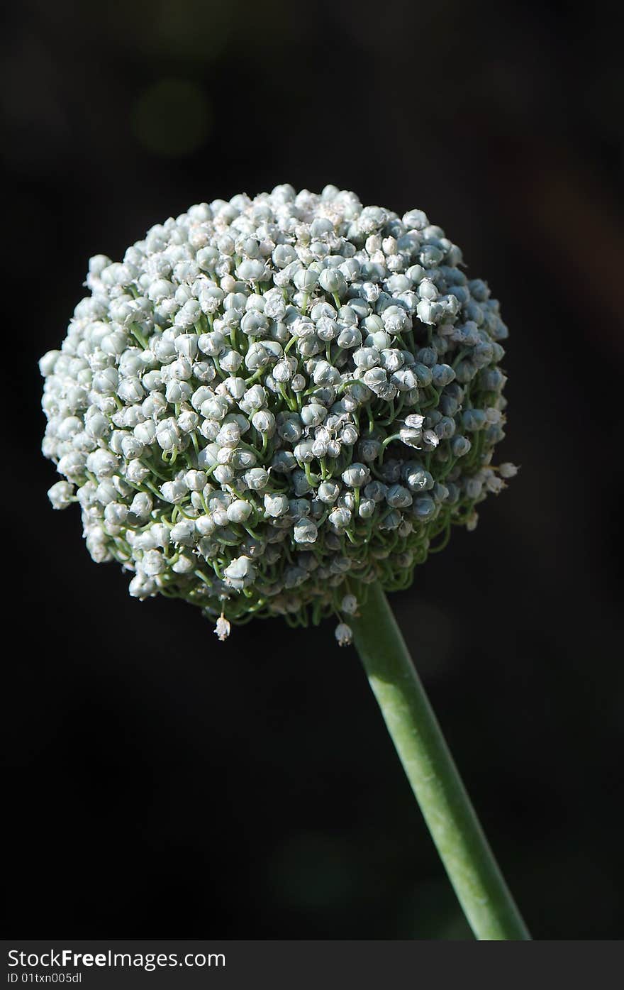 White Garlic bloom close up