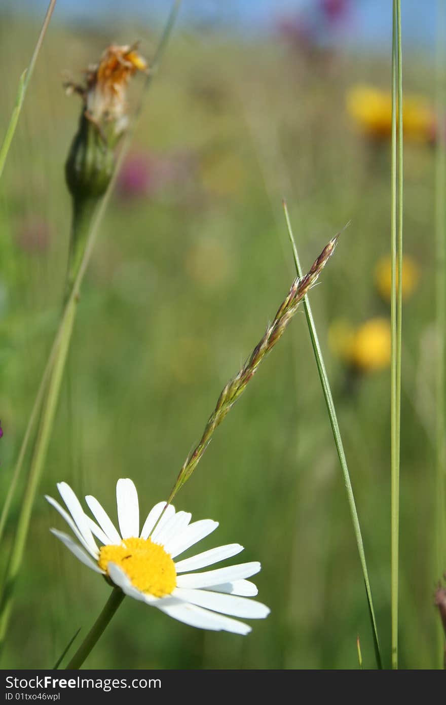 Marguerite