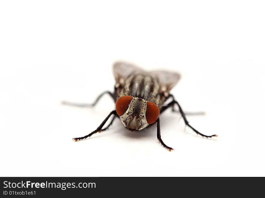 A macro shot of a housefly.