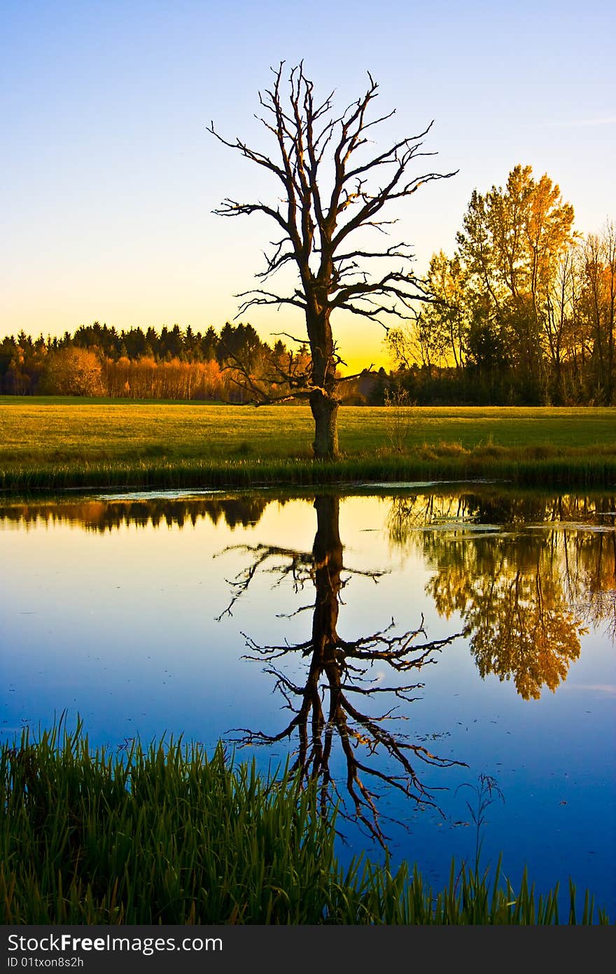 Solitary tree standing in moorlands in upper bavaria