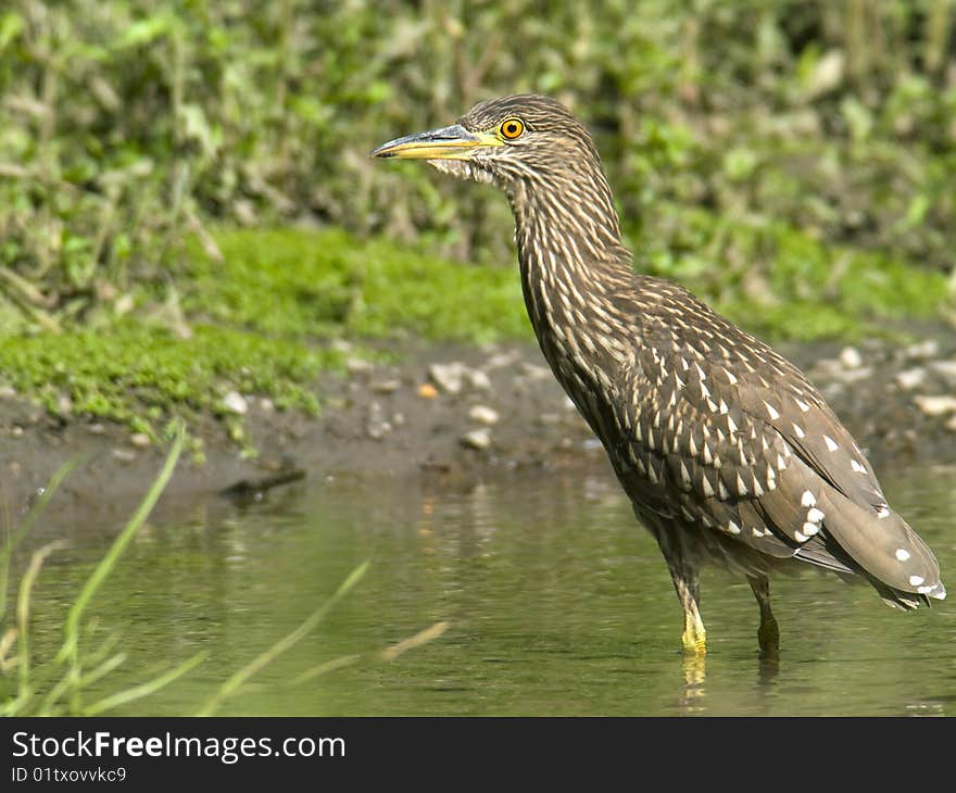 Black-crowned Night-Heron juvenile