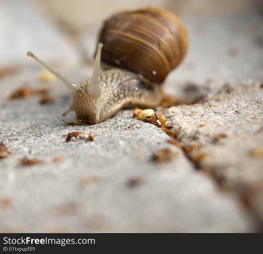 Close up of graden snail. Close up of graden snail