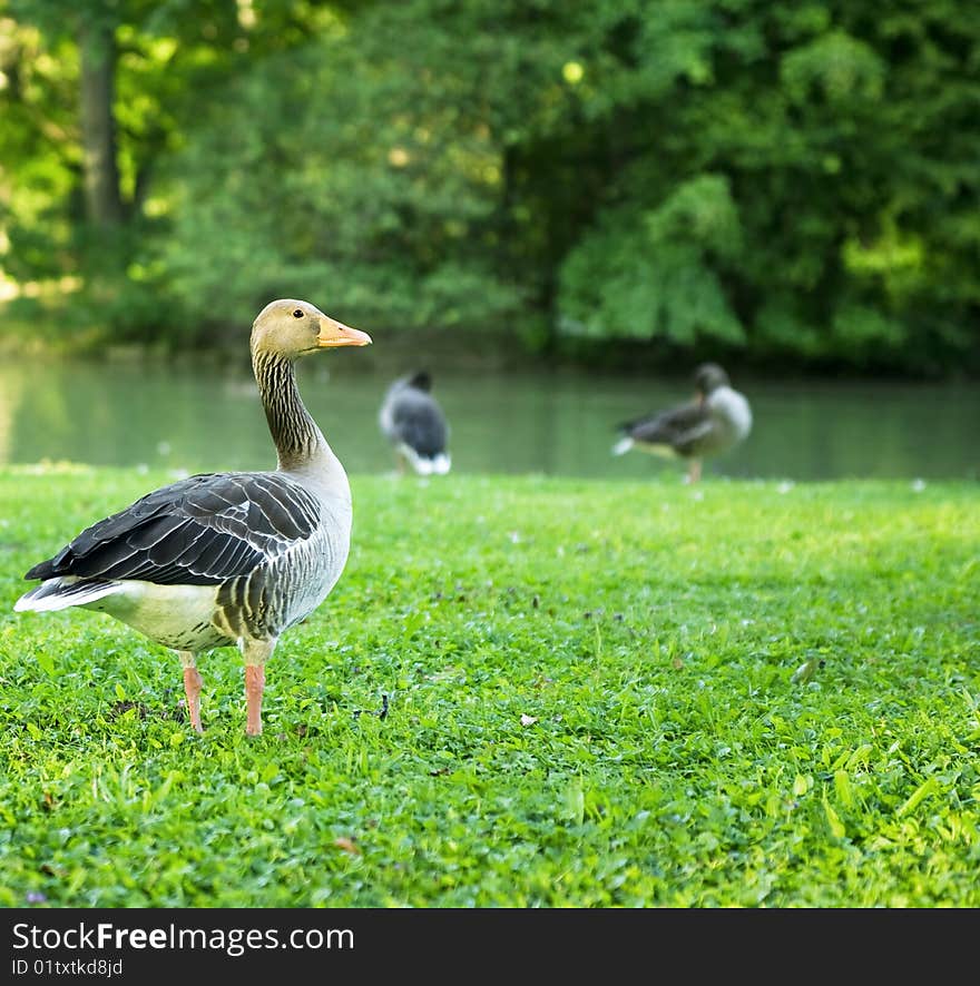 Grey goose on a lake shore