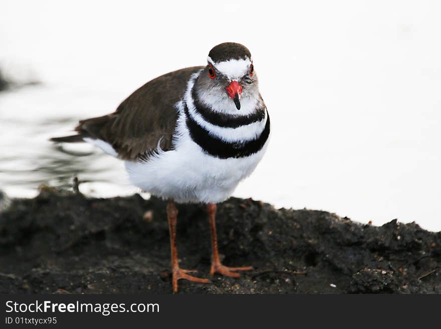 Three-banded Plover (Charadrius tricollaris)