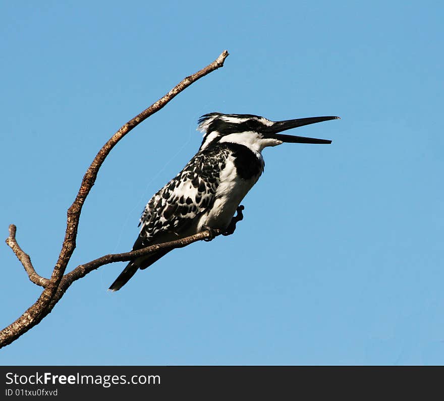 A kingfisher resting on a branch after several failed attempts to catch to big one.