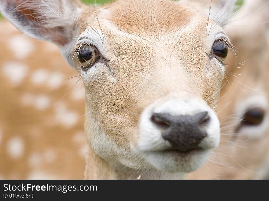 Close up portrait of female deer