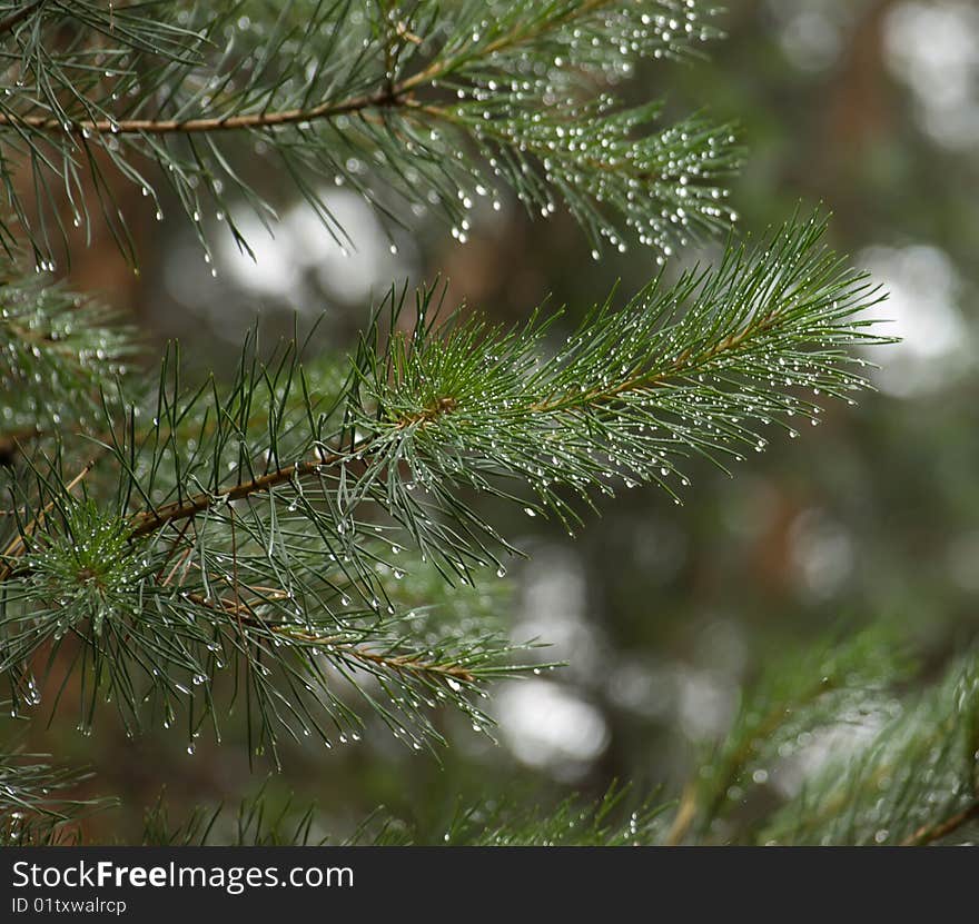 Fir branchs with drops of rain