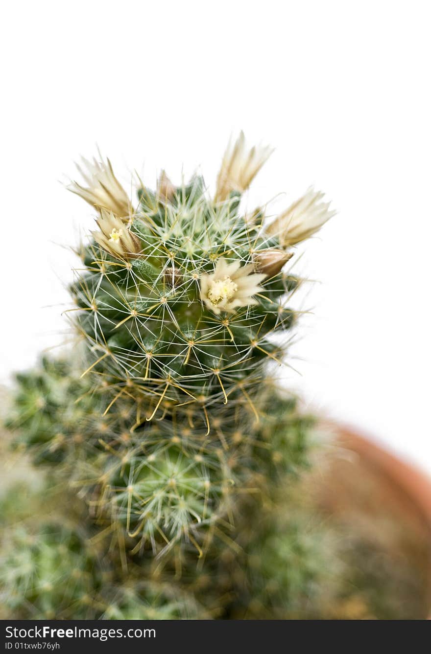 Blossoming Cactus