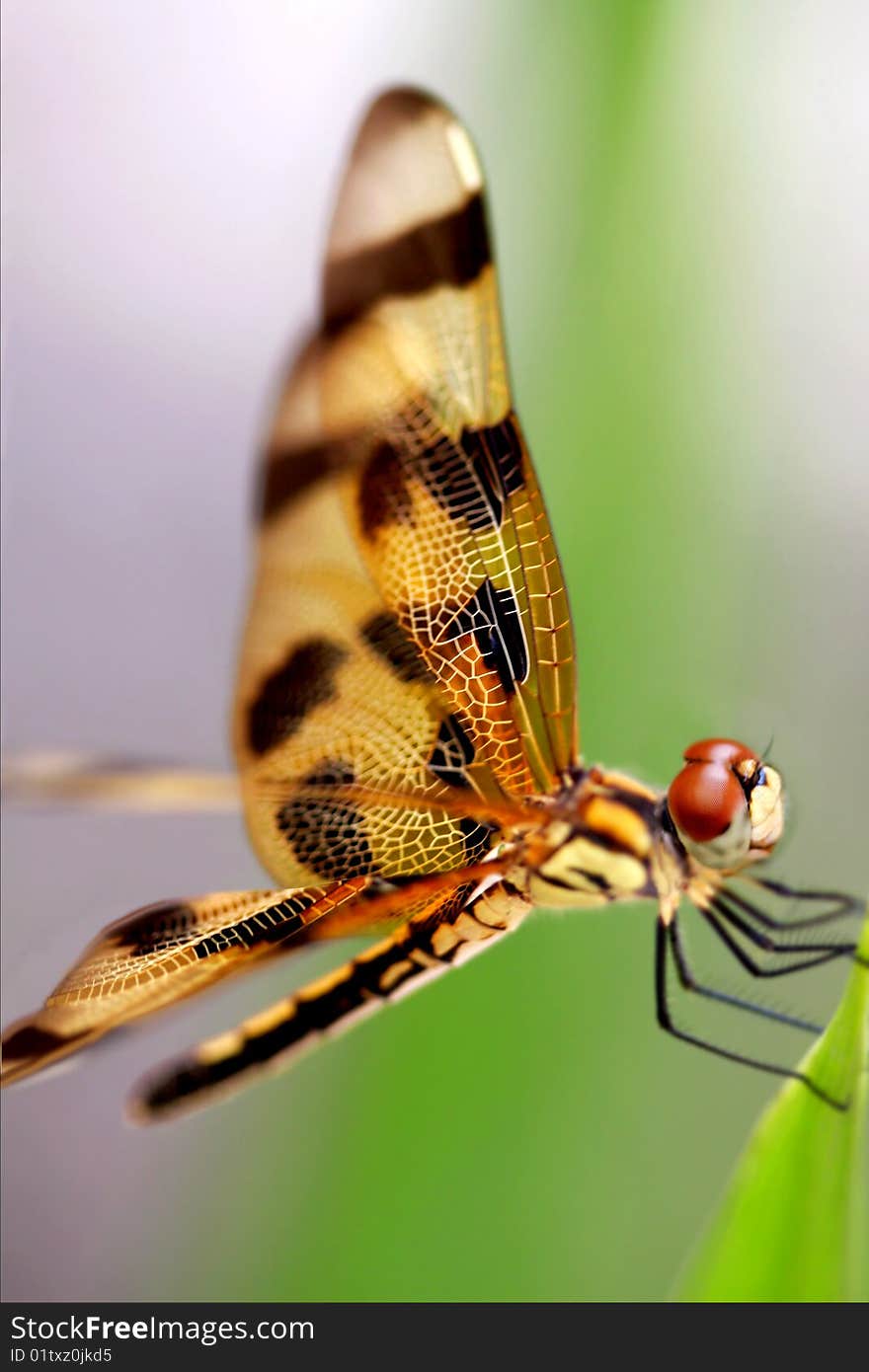 Brown dragonfly close up