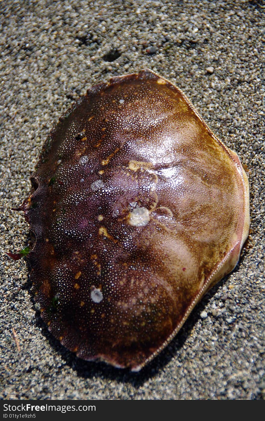 The shell of a Dungeness Crab resting on a sandy beach. The shell of a Dungeness Crab resting on a sandy beach.