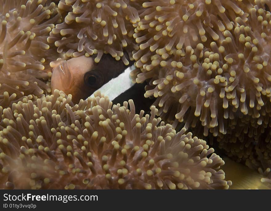 Sebae Clownfish (Amphiprion sebae) hiding in it's Anemone in the South China Sea