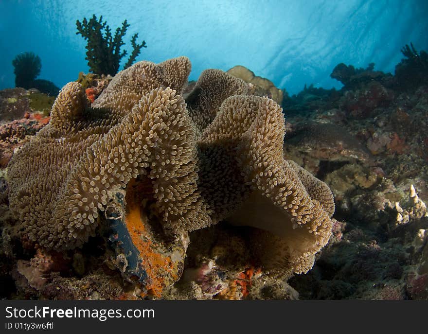 Scenic view of a coral reef in the Philippines with a large flowing anemone in the foreground and the water's surface behind small baitfish in the background. Scenic view of a coral reef in the Philippines with a large flowing anemone in the foreground and the water's surface behind small baitfish in the background