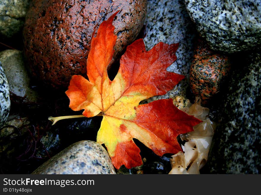 Fallen orange and yellow maple leaf on top of stones. Fallen orange and yellow maple leaf on top of stones