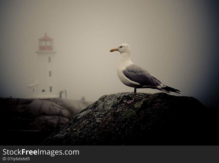 Bird & Light House