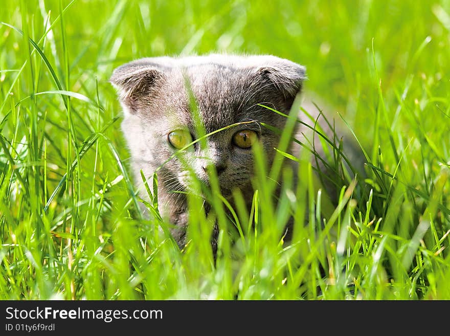 Little kitten playing on the grass close up