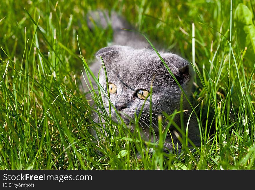 Little kitten playing on the grass close up