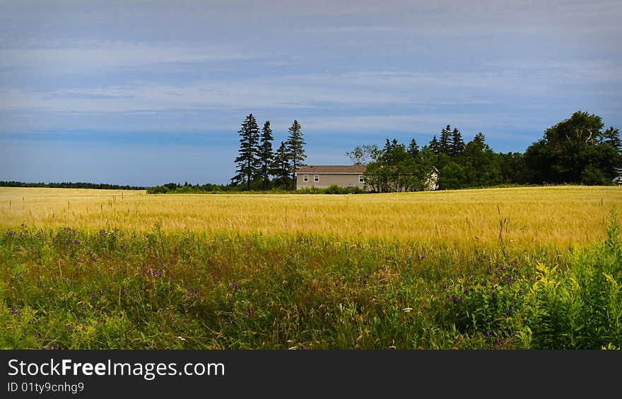 The House In Yellow Field