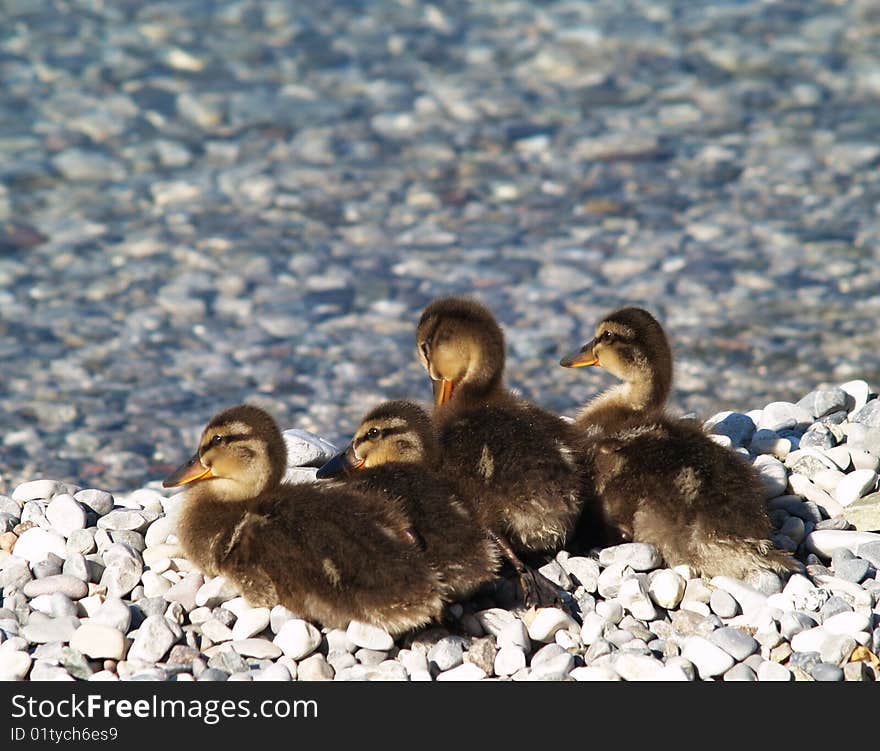 Four ducklings on pebble beach