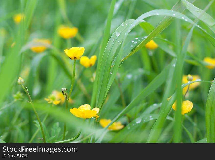 Yellow flowerses