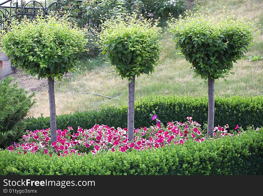 Three small trees among a grass and flowers. Three small trees among a grass and flowers