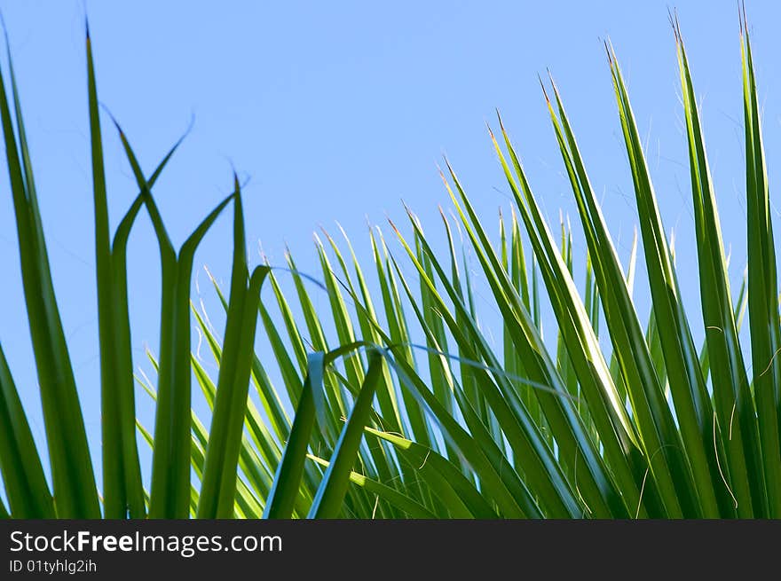 Green palm leaf close-up abstract background