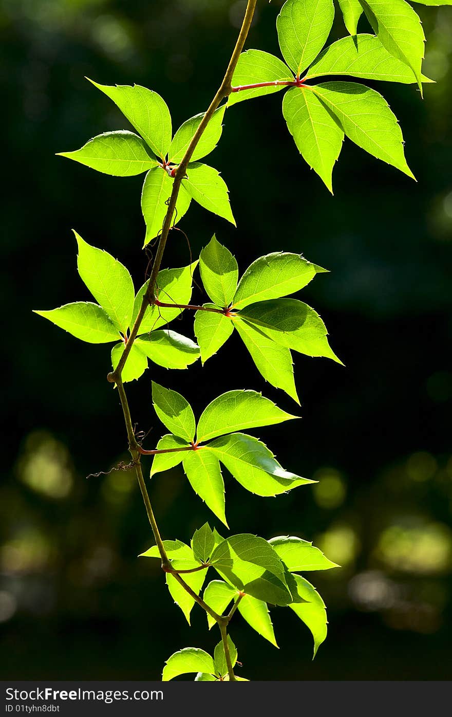 Wild grape ivy on a dark background