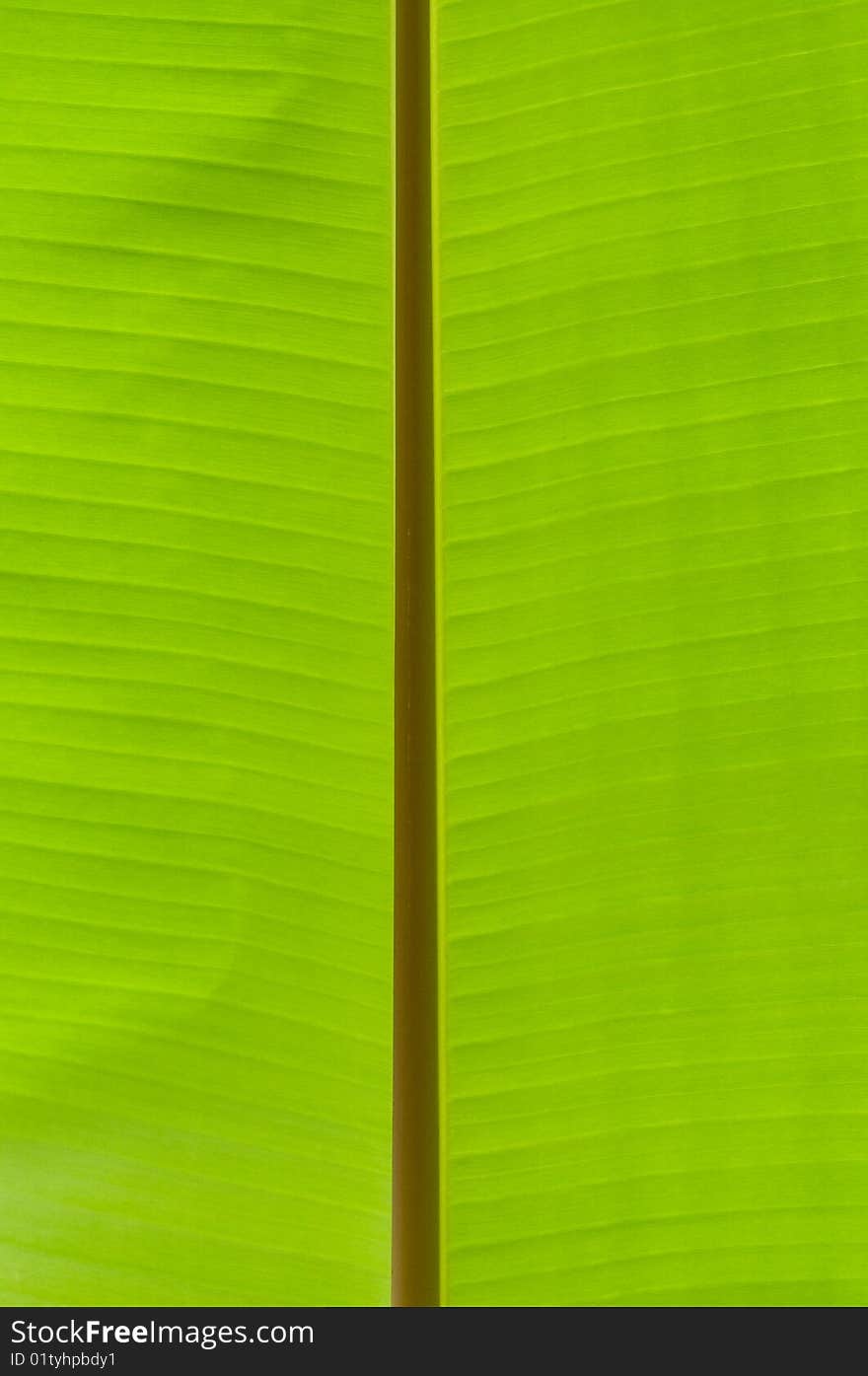 Banana palm tree green leaf close-up background