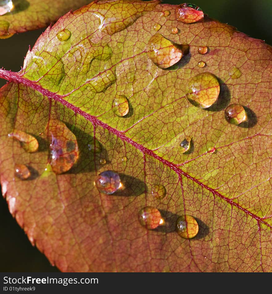 Morning dew on rose bush leaf