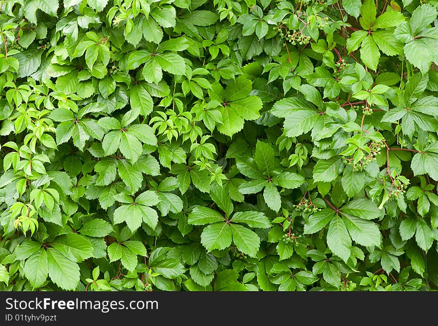 Wild grape wall closeup background