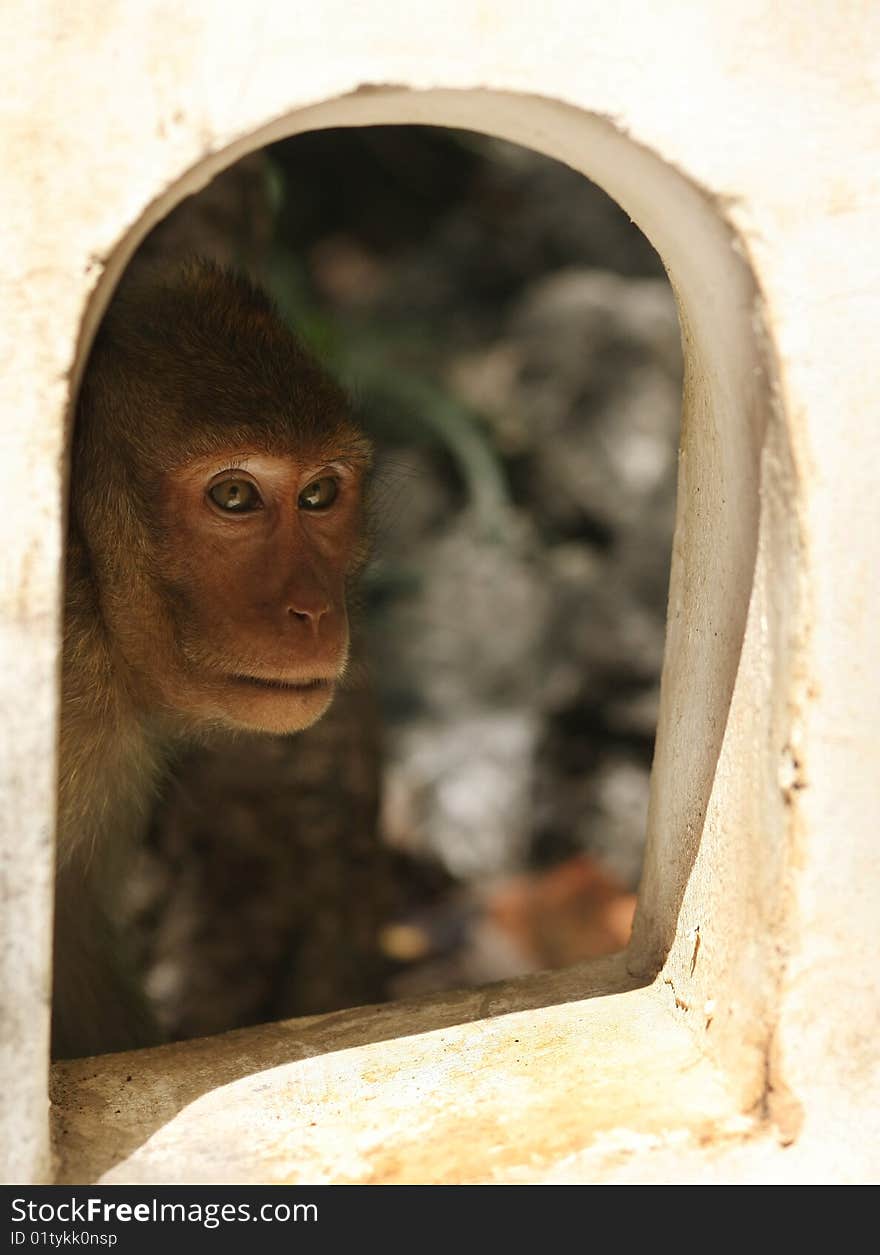 Monkey Looking Through The Window