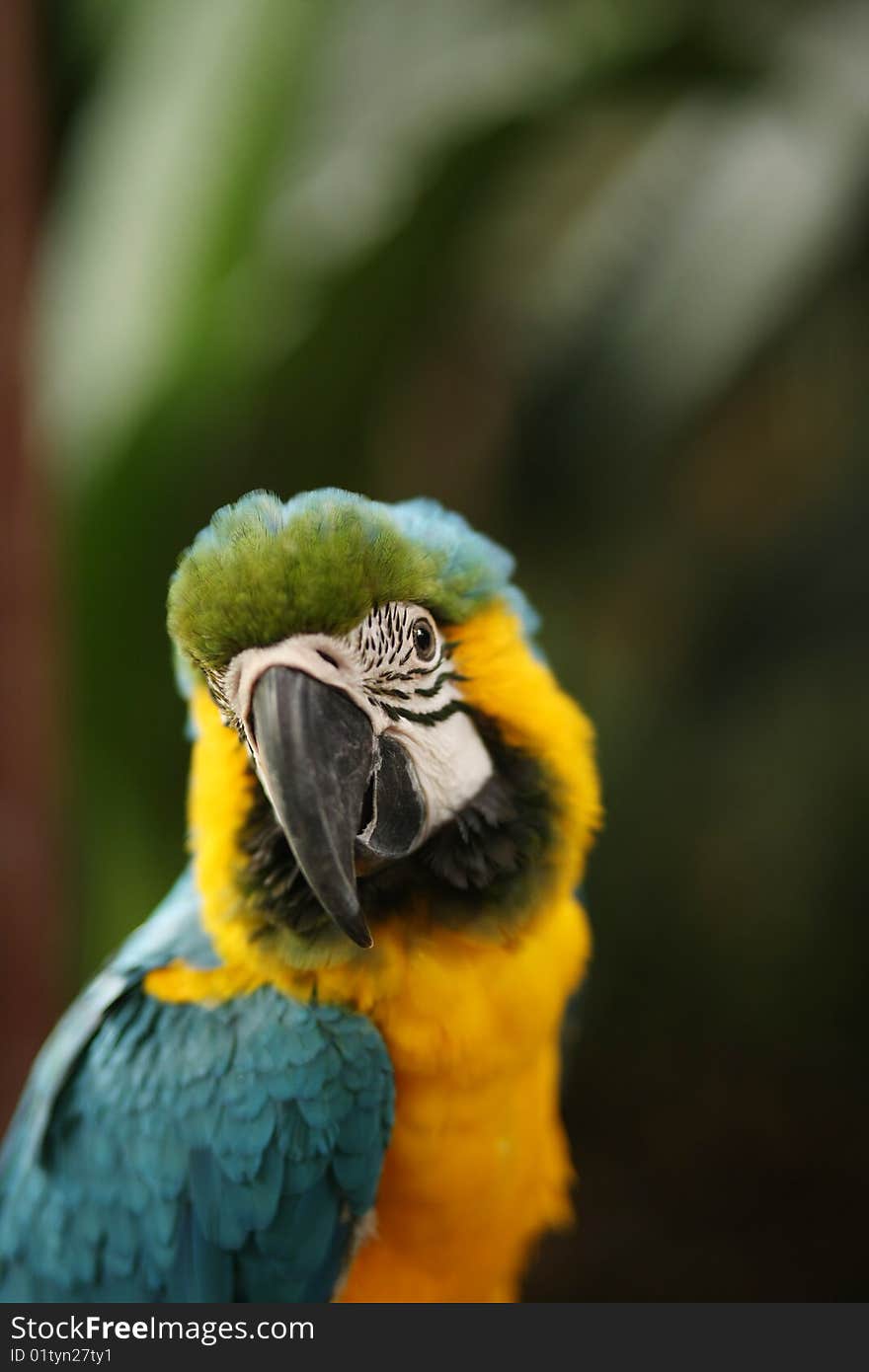 A Close-up Shot Of Parrot