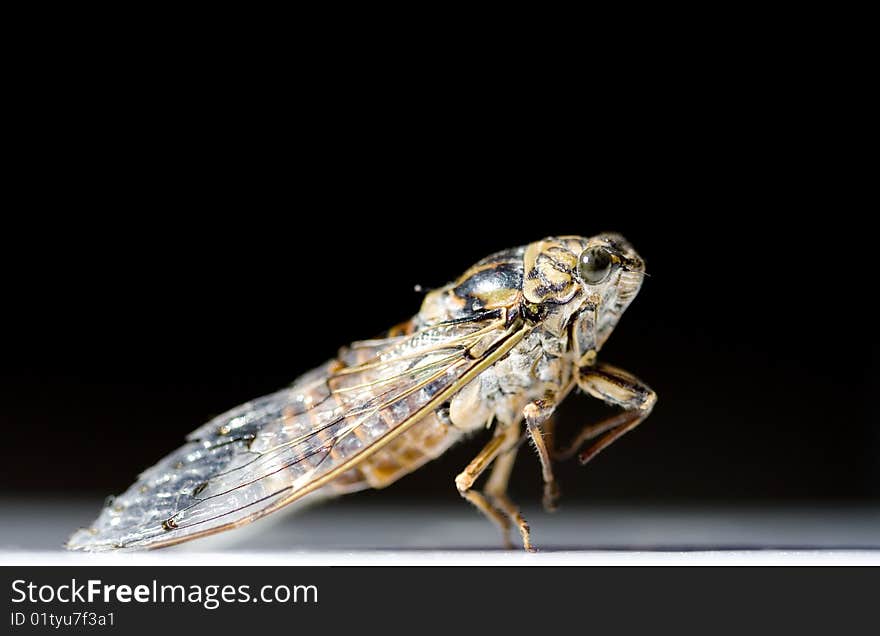 Close up of a cicada on a black background